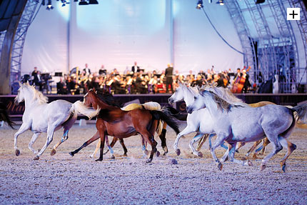 Vollblutaraberstuten 'tanzen' anlsslich der Marbach Classics zu den Klngen der Wrttembergischen Philharmonie Reutlingen